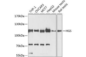Western blot analysis of extracts of various cell lines, using HGS antibody (ABIN6131749, ABIN6141748, ABIN6141749 and ABIN6218898) at 1:3000 dilution. (HGS antibody  (AA 548-777))