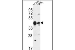 PLA1A Antibody (Center) (ABIN653501 and ABIN2842910) western blot analysis in mouse liver tissue and CEM cell line lysates (35 μg/lane). (PLA1A antibody  (AA 329-358))