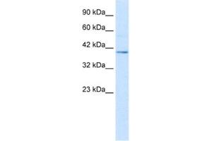 Western Blotting (WB) image for anti-Nucleobindin 2 (NUCB2) antibody (ABIN2461367) (NUCB2 antibody)