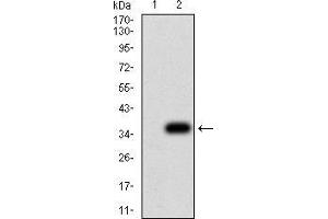 Western blot analysis using NS1 mAb against HEK293 (1) and NS1 (AA: 1-216)-hIgGFc transfected HEK293 (2) cell lysate.