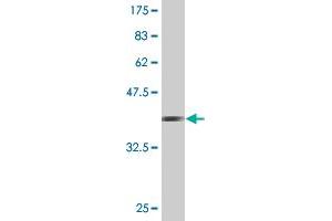 Western Blot detection against Immunogen (36. (PCDHA7 antibody  (AA 143-241))