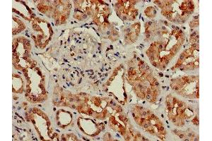 Immunohistochemistry of paraffin-embedded human kidney tissue using ABIN7154672 at dilution of 1:100