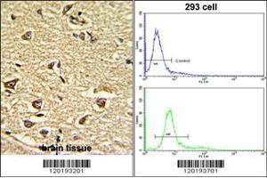 (LEFT)Formalin-fixed and paraffin-embedded human brain tissue reacted with NU Antibody (N-term), which was peroxidase-conjugated to the secondary antibody, followed by DAB staining. (NUP155 antibody  (N-Term))