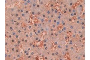 Detection of DDT in Human Liver Tissue using Polyclonal Antibody to D-Dopachrome Tautomerase (DDT) (DDT antibody  (AA 2-118))
