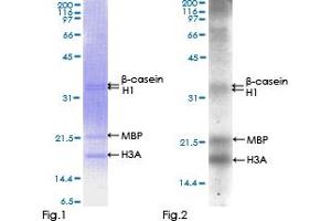 Western Blotting (WB) image for Aurora Kinase A (AURKA) (AA 1-403) protein (GST tag) (ABIN1346206) (Aurora A Protein (AA 1-403) (GST tag))