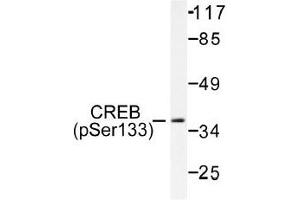 Image no. 1 for anti-cAMP Responsive Element Binding Protein 1 (CREB1) (pSer133) antibody (ABIN318001) (CREB1 antibody  (pSer133))