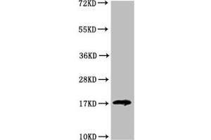 Western Blot Positive WB detected in: HEK293 whole cell lysate All lanes: LGALS14 antibody at 3. (LGALS14 antibody  (AA 31-139))
