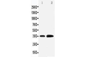 Anti-KLF3 antibody, Western blotting Lane 1: Rat Testis Tissue Lysate Lane 2: HELA Cell Lysate (KLF3 antibody  (N-Term))