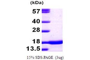 SDS-PAGE (SDS) image for Synuclein, alpha (SNCA) (AA 1-140) protein (ABIN667142)