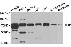 Western blot analysis of extracts of various cell lines, using IL4I1 antibody.