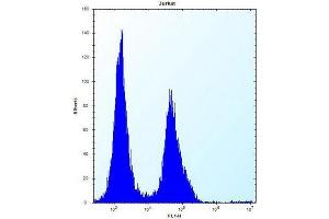 Flow cytometric analysis of Jurkat cells using PODNL1 Antibody (Center) Cat. (PODNL1 antibody  (Middle Region))