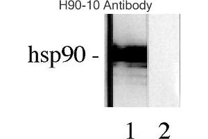 Western blot analysis of Human Lysates showing detection of Hsp90 protein using Mouse Anti-Hsp90 Monoclonal Antibody, Clone H9010 . (HSP90 antibody  (Atto 488))