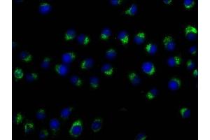 Immunofluorescence (IF) image for anti-CD63 (CD63) (AA 103-203) antibody (ABIN7147174)