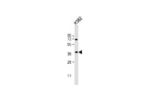 Western Blot at 1:1000 dilution + K562 whole cell lysate Lysates/proteins at 20 ug per lane. (Biliverdin Reductase antibody  (C-Term))