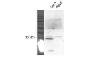 Western Blotting (WB) image for anti-Nuclear Cap Binding Protein Subunit 2 (NCBP2) antibody (ABIN1720790) (NCBP2 antibody)