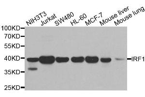 Western blot analysis of extracts of various cell lines, using IRF1 antibody (ABIN5995375) at 1/500 dilution. (IRF1 antibody)