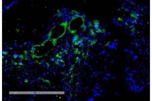 Immunohistochemistry analysis using Mouse Anti-VPS35 Monoclonal Antibody, Clone 11H10 (ABIN6933023). (VPS35 antibody  (HRP))