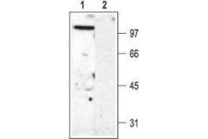 Western blot analysis of rat brain membranes: - 1. (KCNC2 antibody  (Intracellular, N-Term))