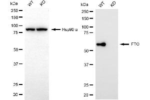 anti-Fat Mass and Obesity-Associated (FTO) antibody