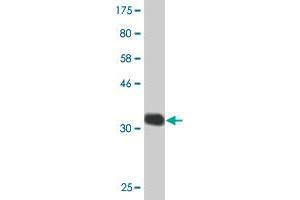 CHST5 antibody  (AA 310-390)