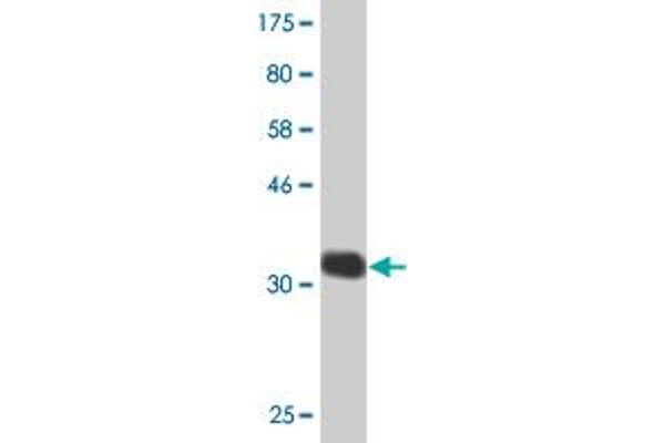 CHST5 antibody  (AA 310-390)