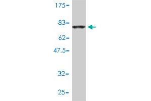 Western Blot detection against Immunogen (72. (COL6A2 antibody  (AA 1-425))