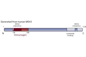 Image no. 3 for anti-MutS Homolog 3 (MSH3) (AA 136-349) antibody (ABIN968513)
