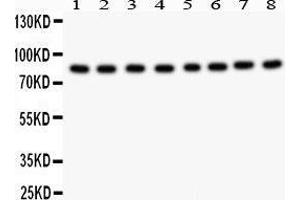 Western Blotting (WB) image for anti-B-Raf proto-oncogene, serine/threonine kinase (BRAF) (AA 38-230) antibody (ABIN3043761) (BRAF antibody  (AA 38-230))