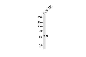 Western blot analysis of lysate from U-251 MG cell line, using PHF17 Antibody at 1:1000 at each lane. (PHF17 antibody  (N-Term))