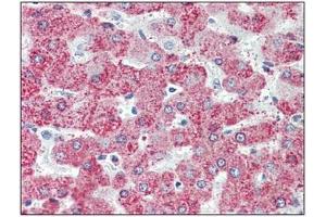 Immunohistochemistry: TAOK1 antibody staining of Formalin-Fixed, Paraffin-Embedded Human Liver. (TAO Kinase 1 (TAOK1) (C-Term) antibody)