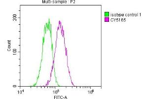 Overlay histogram showing Hela cells stained with ABIN7127825 (red line) at 1:50. (Recombinant STAT3 antibody)