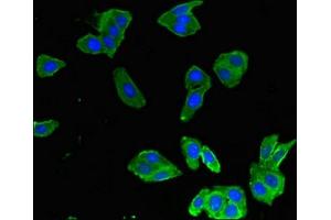 Immunofluorescent analysis of HepG2 cells using ABIN7161490 at dilution of 1:100 and Alexa Fluor 488-congugated AffiniPure Goat Anti-Rabbit IgG(H+L) (MMP8 antibody  (AA 22-283))