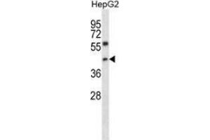 Western blot analysis in HepG2 cell line lysates (35ug/lane) using NFYC  Antibody (N-term).