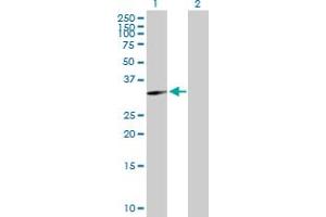 Western Blot analysis of GNPDA1 expression in transfected 293T cell line by GNPDA1 MaxPab polyclonal antibody. (GNPDA1 antibody  (AA 1-289))