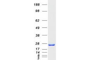 Validation with Western Blot