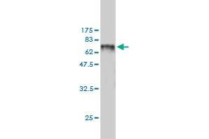 Western Blot detection against Immunogen (78. (SNX25 antibody  (AA 1-483))