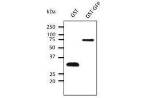 Anti-GST Ab at 1/1000 dilution, 50 ng of protein per Iane, rabbit polyclonal to goat lµg (HRP) at dilution, CEDOC/FCM — NOVA University of Lisbon, Portugal (GST antibody)