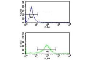 RAB7 antibody flow cytometry analysis of K562 cells (bottom histogram) compared to a negative control (top histogram). (RAB7A antibody  (AA 176-204))