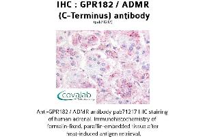 Image no. 1 for anti-G Protein-Coupled Receptor 182 (GPR182) (C-Term) antibody (ABIN1735012) (G Protein-Coupled Receptor 182 antibody  (C-Term))