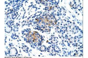 Image no. 1 for anti-Purinergic Receptor P2X, Ligand Gated Ion Channel 1 (P2RX1) (AA 252-301) antibody (ABIN203326) (P2RX1 antibody  (AA 252-301))