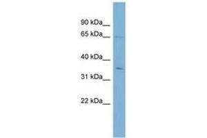 Image no. 1 for anti-YTH Domain Family, Member 1 (YTHDF1) (AA 287-336) antibody (ABIN6742151) (YTHDF1 antibody  (AA 287-336))