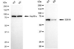 Western blotting analysis using SDHA antibody (ABIN7800452). (Recombinant SDHA antibody)
