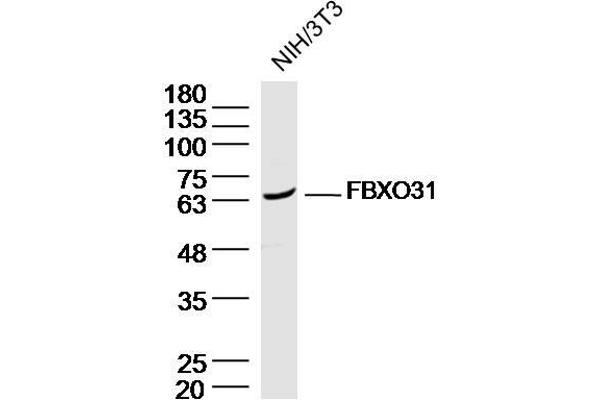 FBXO31 antibody  (AA 151-250)