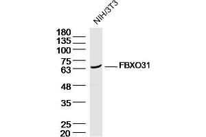 NIH/3T3 Cell lysates probed with FBXO31 Polyclonal Antibody, unconjugated (bs-6006R) at 1:300 overnight at 4°C followed by a conjugated secondary antibody for 60 minutes at 37°C. (FBXO31 antibody  (AA 151-250))