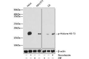 Western blot analysis of extracts of various cell lines, using Phospho-Histone H3-T3 pAb (ABIN7267690) at 1:1000 dilution.