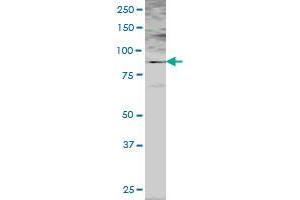 PMS2 MaxPab polyclonal antibody. (PMS2 antibody  (AA 1-862))