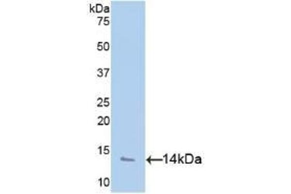 PF4 antibody  (AA 31-101)