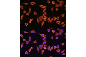 Immunofluorescence analysis of L929 cells using RPS28 Rabbit pAb (ABIN7270024) at dilution of 1:100. (RPS28 antibody)