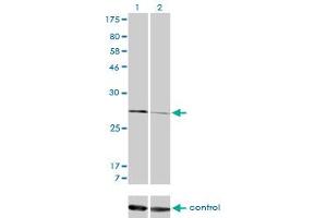 Western Blotting (WB) image for anti-Calpain, Small Subunit 1 (CAPNS1) (AA 172-260) antibody (ABIN598500) (Calpain S1 antibody  (AA 172-260))
