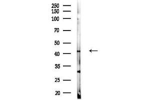 anti-Kruppel-Like Factor 15 (KLF15) (N-Term) antibody